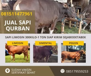 jual sapi qurban murah di bogor