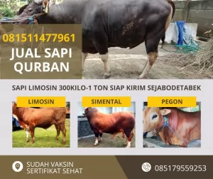 jual sapi qurban murah di bogor