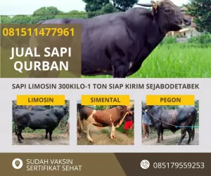 jual sapi qurban murah di bogor