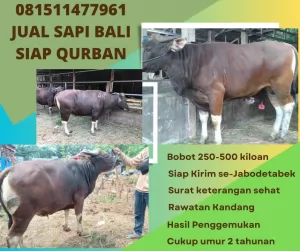 jual sapi qurban murah di bogor