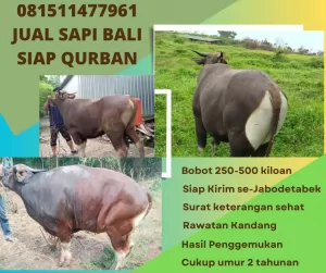 jual sapi qurban murah di bogor