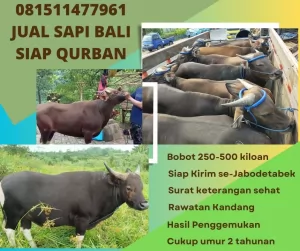 jual sapi qurban murah di bogor