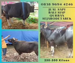 jual sapi qurban murah di bogor