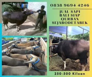 jual sapi qurban murah di bogor