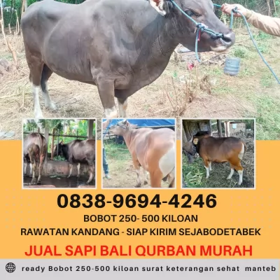 jual sapi qurban murah di bogor