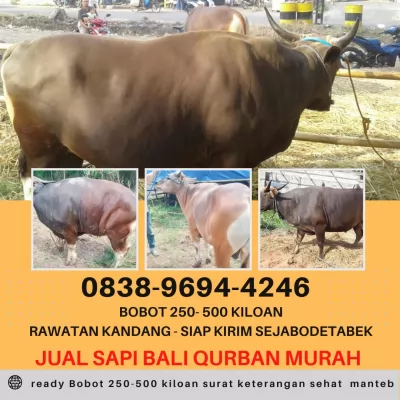 jual sapi qurban murah di bogor