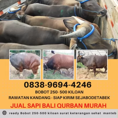 jual sapi qurban murah di bogor